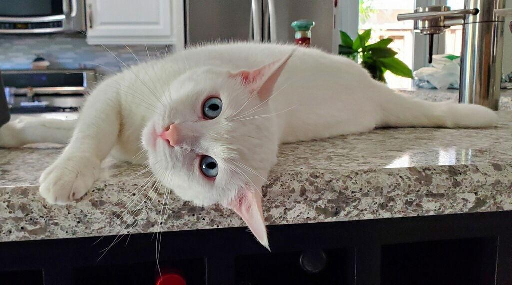 Mellow, a Adoptable Domestic Short Hair in Laguna Niguel, CA image 1/3