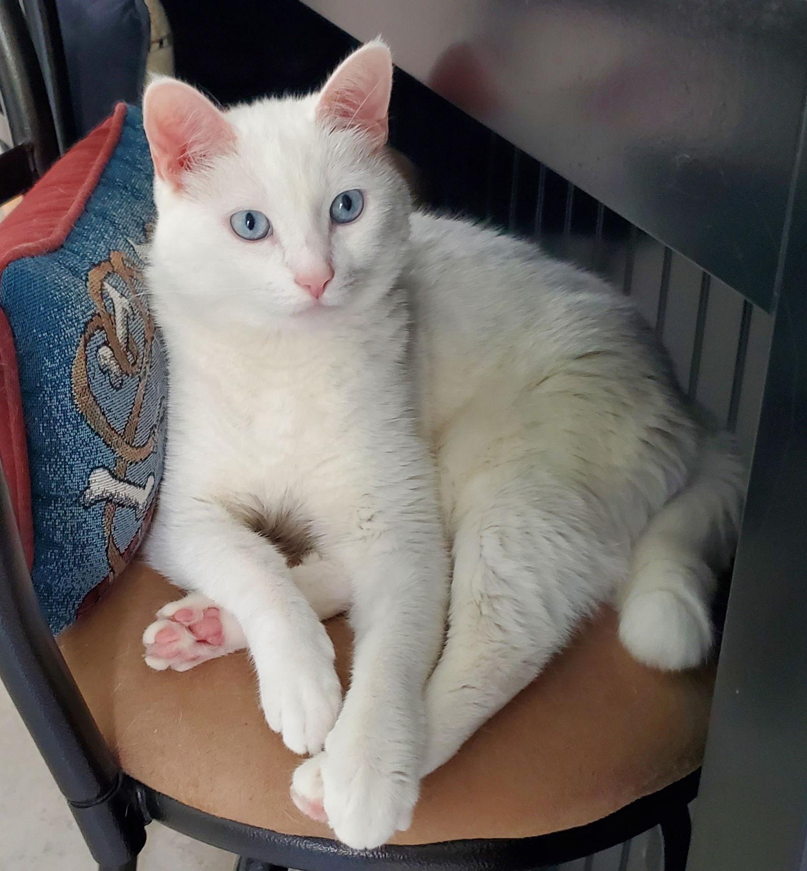 Mellow, a Adoptable Domestic Short Hair in Laguna Niguel, CA image 2/3