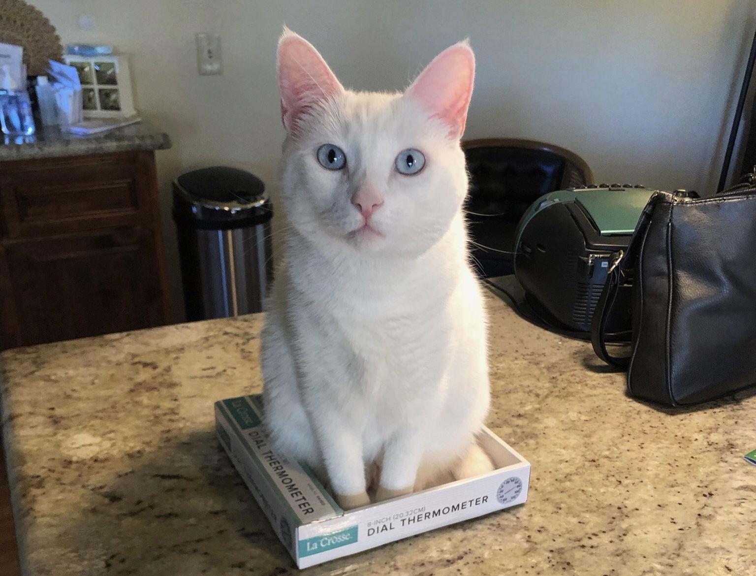 Mellow, a Adoptable Domestic Short Hair in Laguna Niguel, CA image 3/3