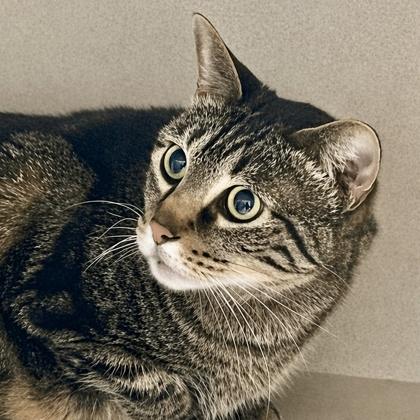 Abby, Adoptable, Adult Female Domestic Short Hair & Domestic Short Hair.