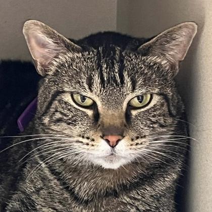 Abby, Adoptable, Adult Female Domestic Short Hair & Domestic Short Hair.