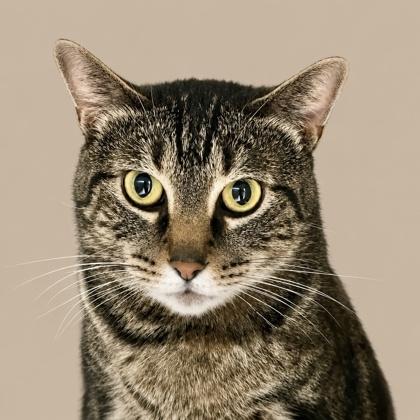Enlarge Abby, a Adoptable mixed breed in Burlington, WA image 2/3