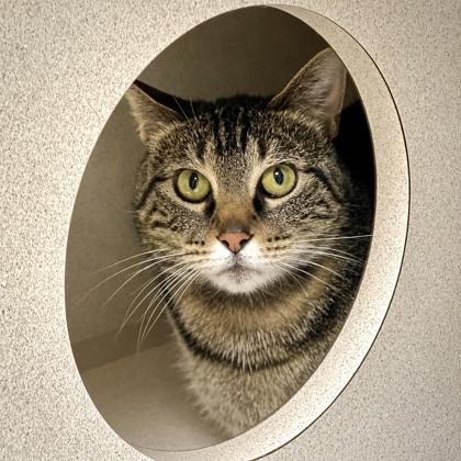 Enlarge Abby, a Adoptable mixed breed in Burlington, WA image 3/3