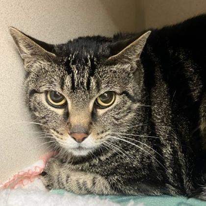 Abby, Adoptable, Adult Female Domestic Short Hair & Domestic Short Hair.