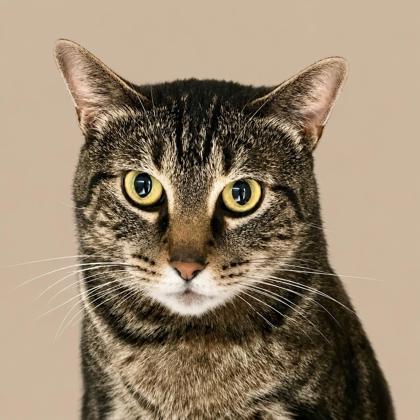 Enlarge Abby, a Adoptable mixed breed in Burlington, WA image 3/3