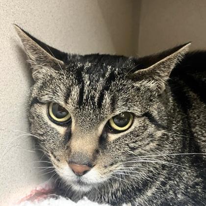 Enlarge Abby, a Adoptable mixed breed in Burlington, WA image 2/2