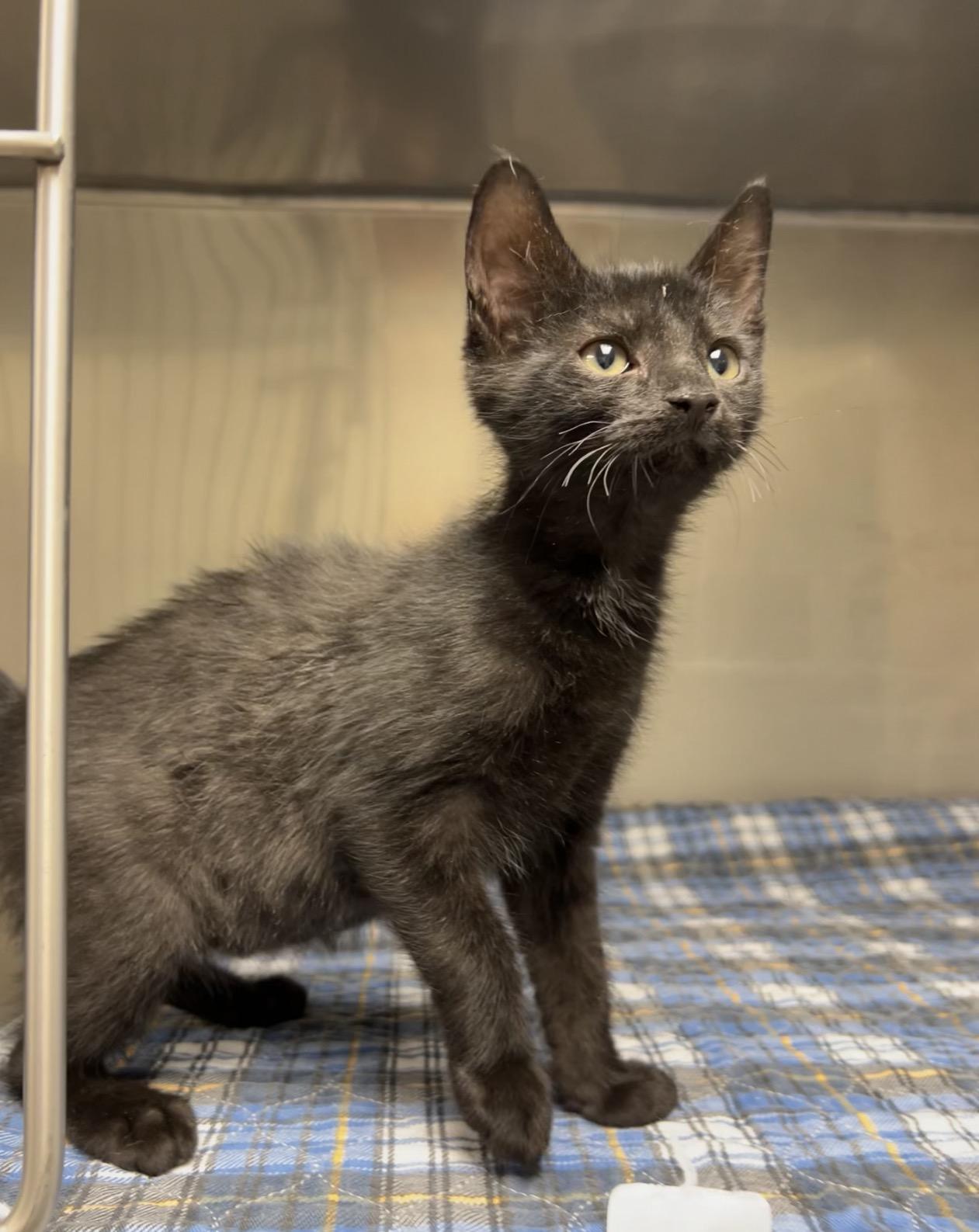 Fudge, a Adoptable Domestic Short Hair in Montville, NJ image 2/3
