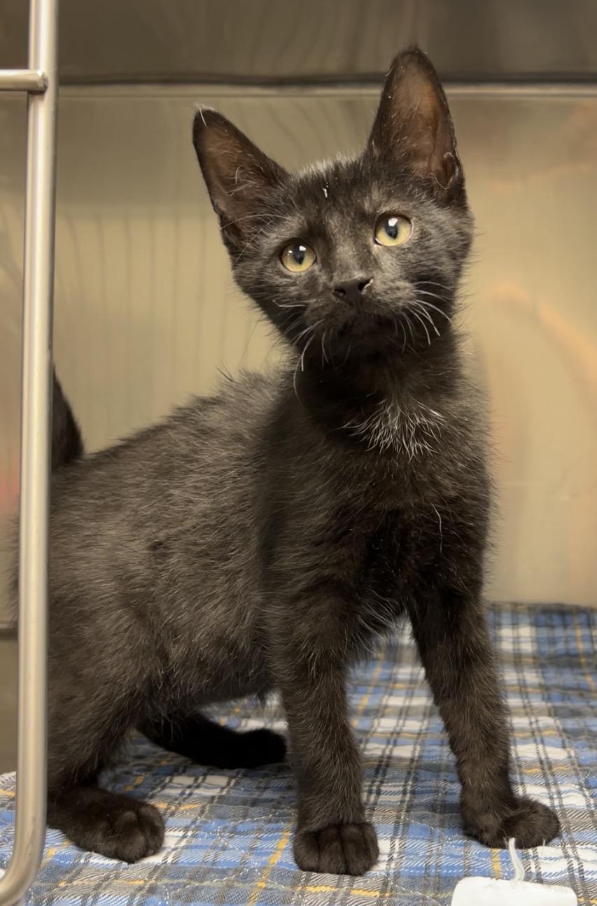 Fudge, a Adoptable Domestic Short Hair in Montville, NJ image 3/3