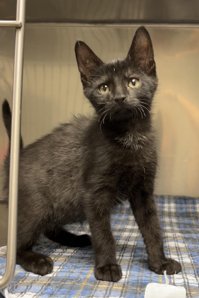Fudge, Adoptable, Kitten Male Domestic Short Hair.