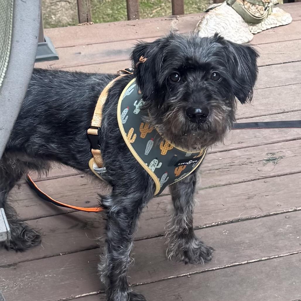 Mickey, a Adoptable Terrier in Austell, GA image 2/3