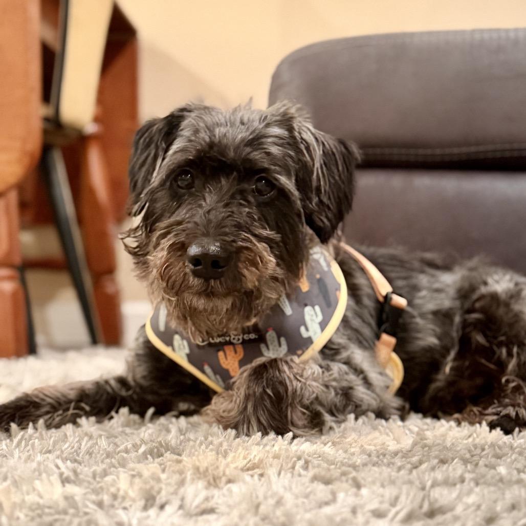 Mickey, a Adoptable Terrier in Austell, GA image 3/3
