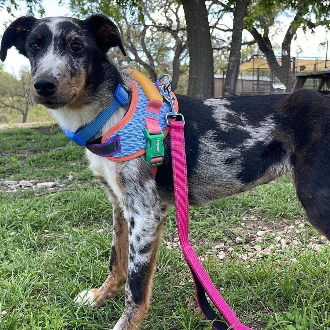 Ladybug, an adopted Catahoula Leopard Dog in Center Point, TX image 2/3