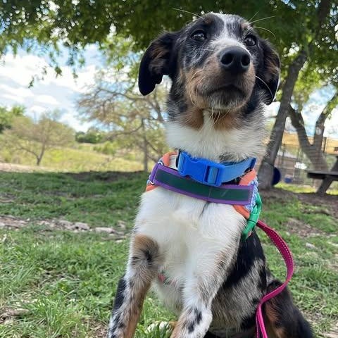 Ladybug, an adopted Catahoula Leopard Dog in Center Point, TX image 3/3