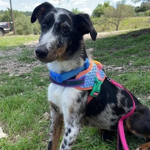 Ladybug, adopted, Young Female Catahoula Leopard Dog.