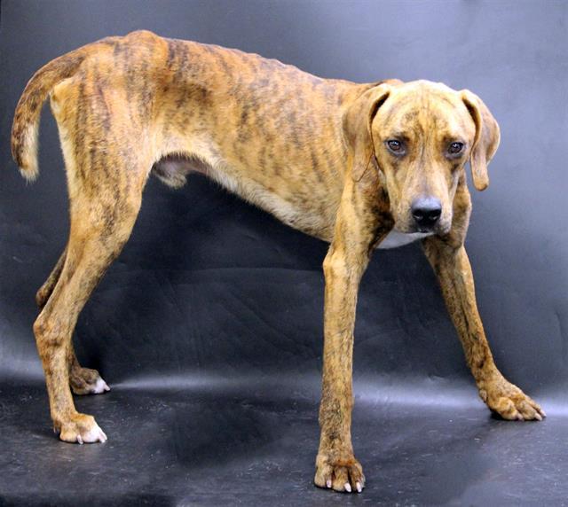 SCOOB, Adoptable, Adult Male Treeing Walker Coonhound & Mixed Breed.