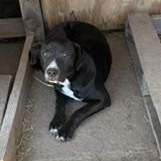 Diamond - Transport Available, Adoptable, Young Female Dutch Shepherd & American Staffordshire Terrier.
