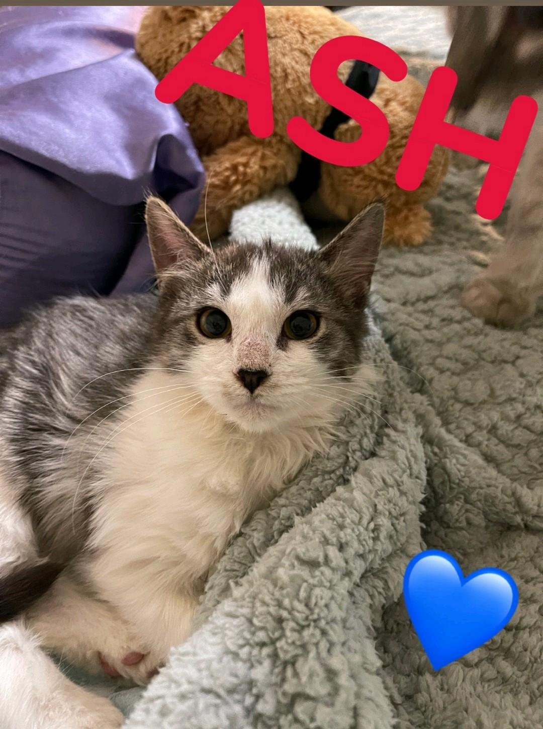 Ash, ADOPTABLE, Kitten Male Domestic Medium Hair.