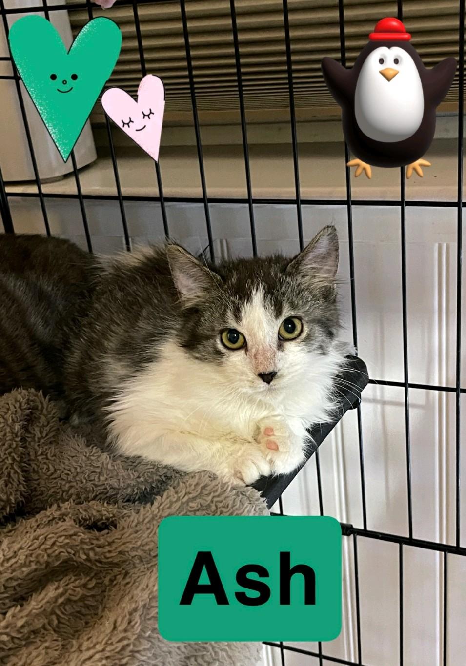 Ash, ADOPTABLE, Kitten Male Domestic Medium Hair.