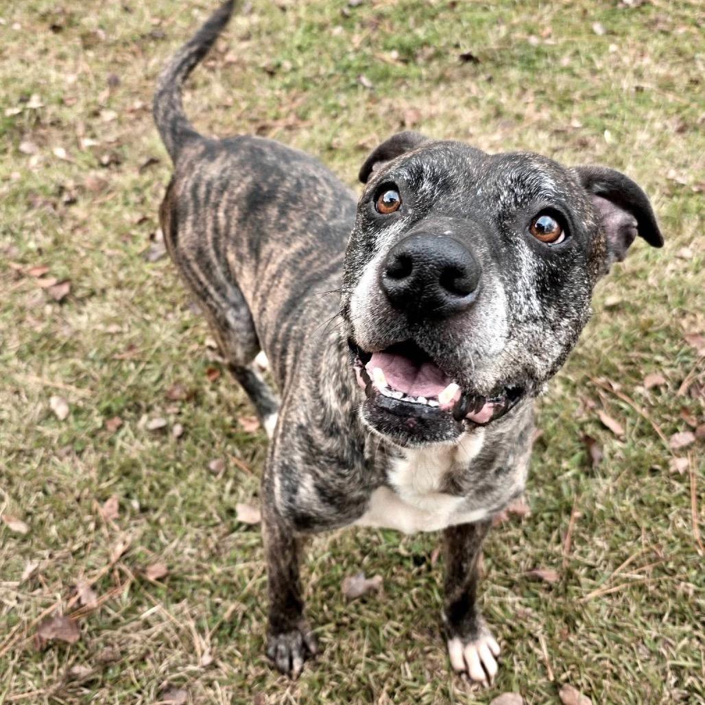 Enlarge ELM 37 (Miracle), a Adoptable Mixed Breed in Gadsden, AL image 1/6