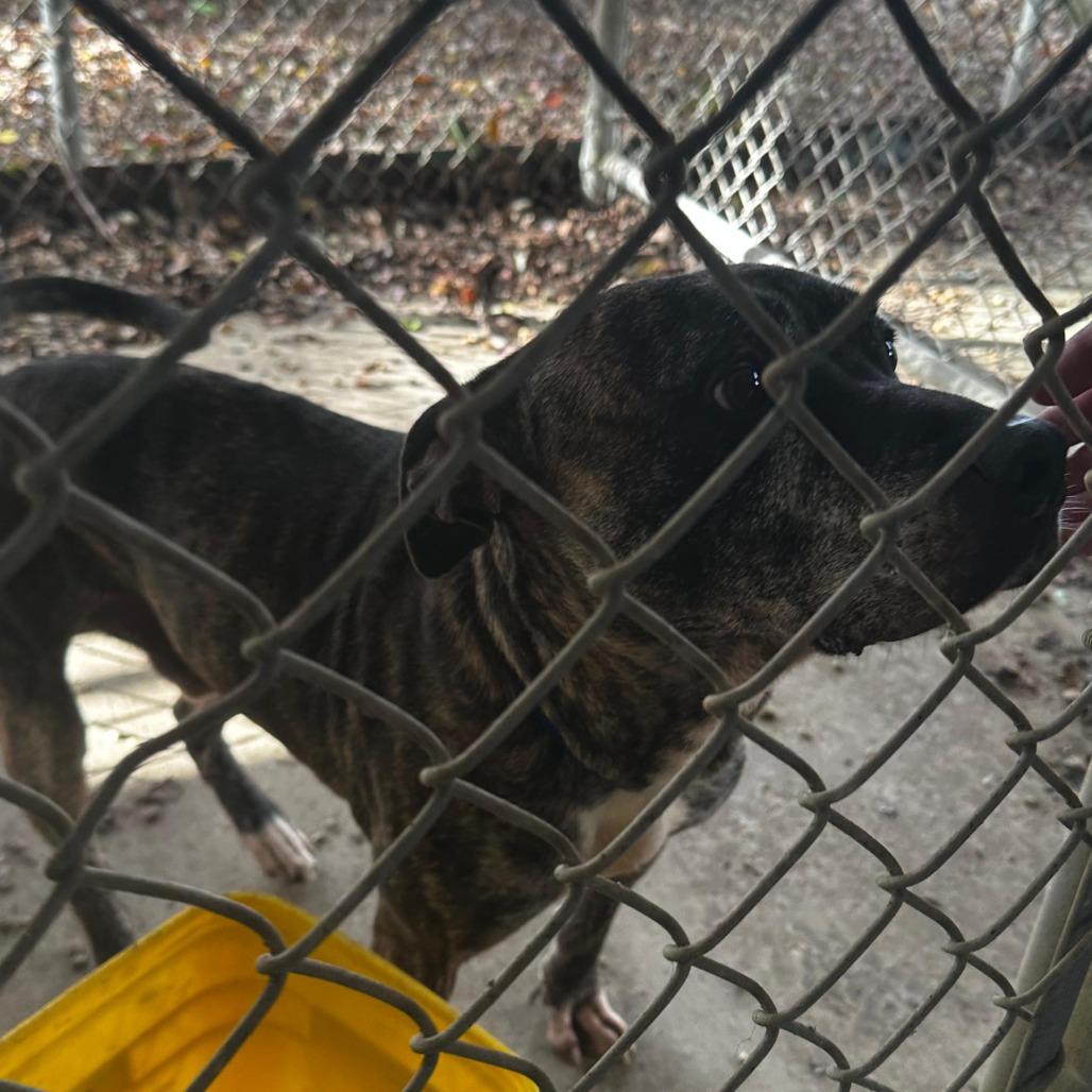 Enlarge ELM 37 (Miracle), a Adoptable Mixed Breed in Gadsden, AL image 1/6