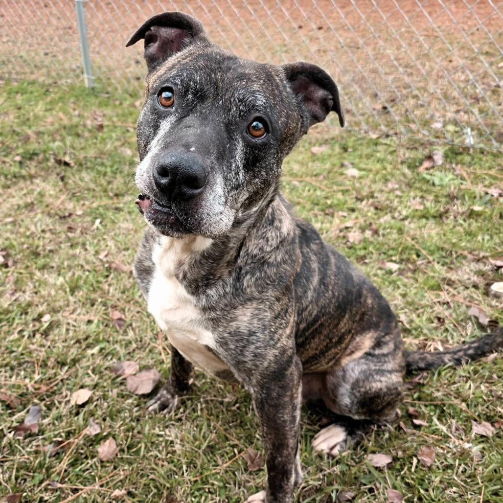 Enlarge ELM 37 (Miracle), a Adoptable Mixed Breed in Gadsden, AL image 2/6