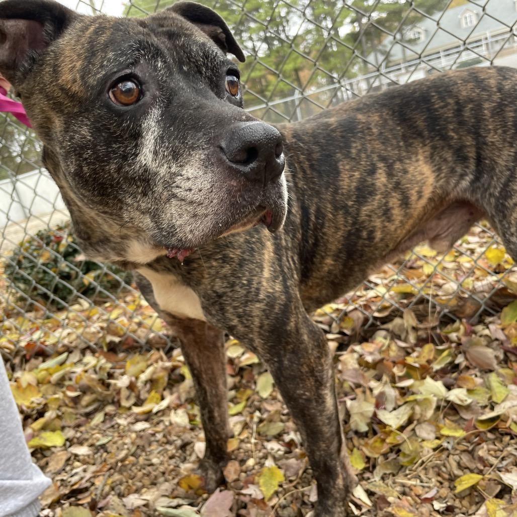 Enlarge ELM 37 (Miracle), a Adoptable Mixed Breed in Gadsden, AL image 3/6