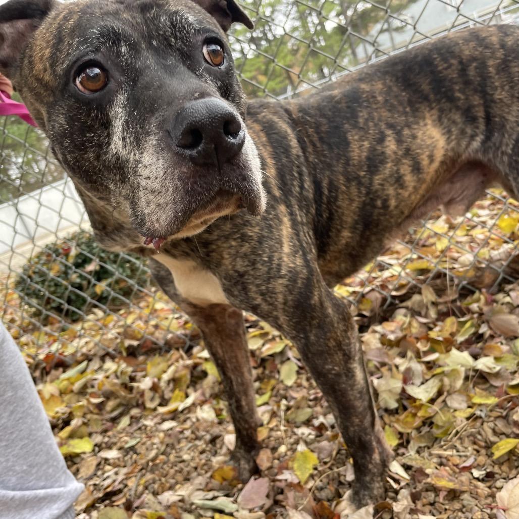 Enlarge ELM 37 (Miracle), a Adoptable Mixed Breed in Gadsden, AL image 4/6