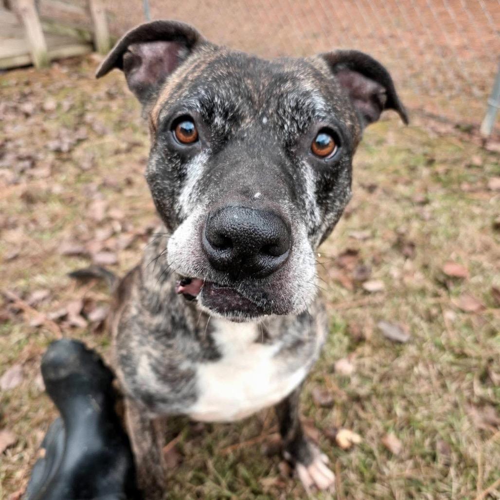 Enlarge ELM 37 (Miracle), a Adoptable Mixed Breed in Gadsden, AL image 6/6