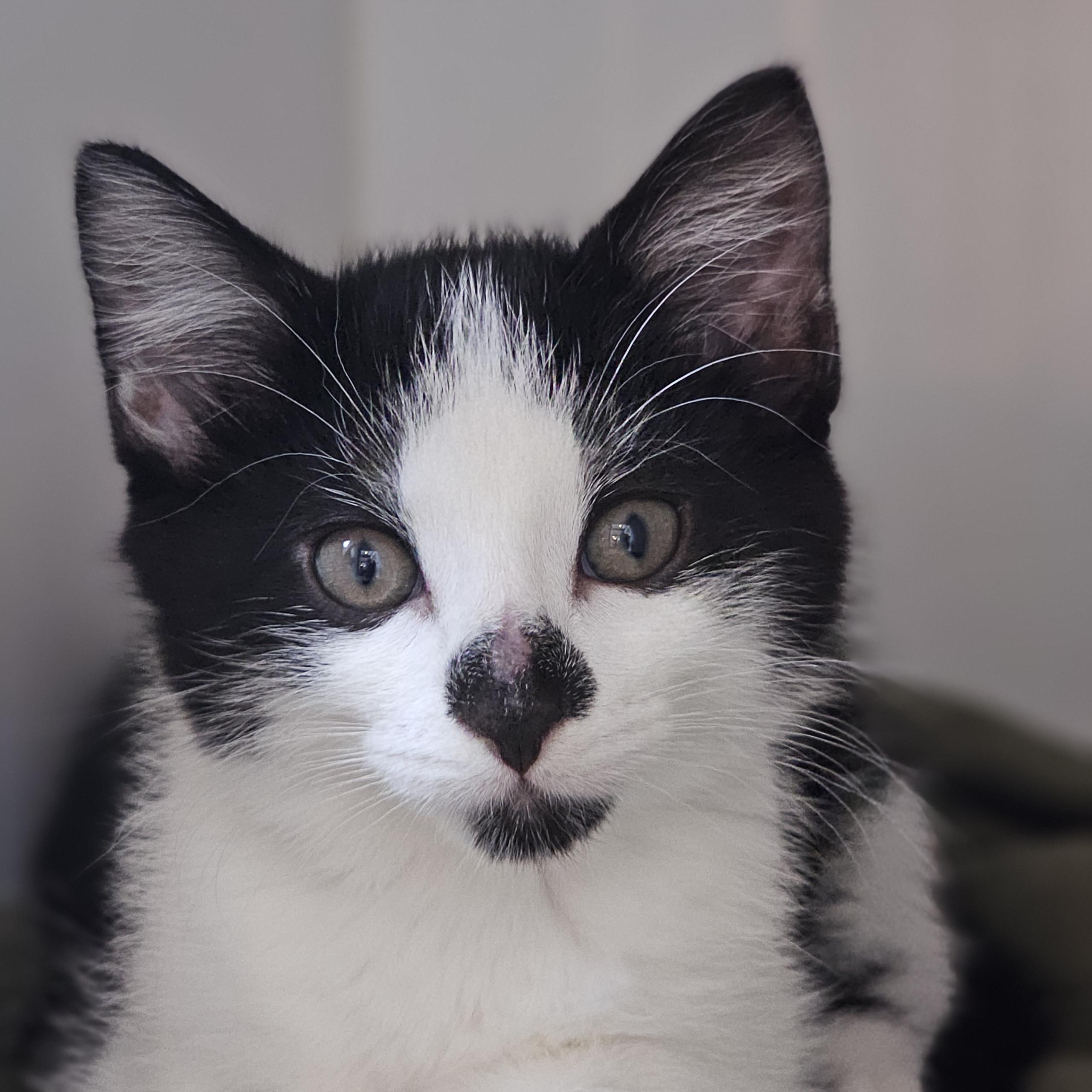 Apple Cider, adoptable, Kitten Male Domestic Short Hair.