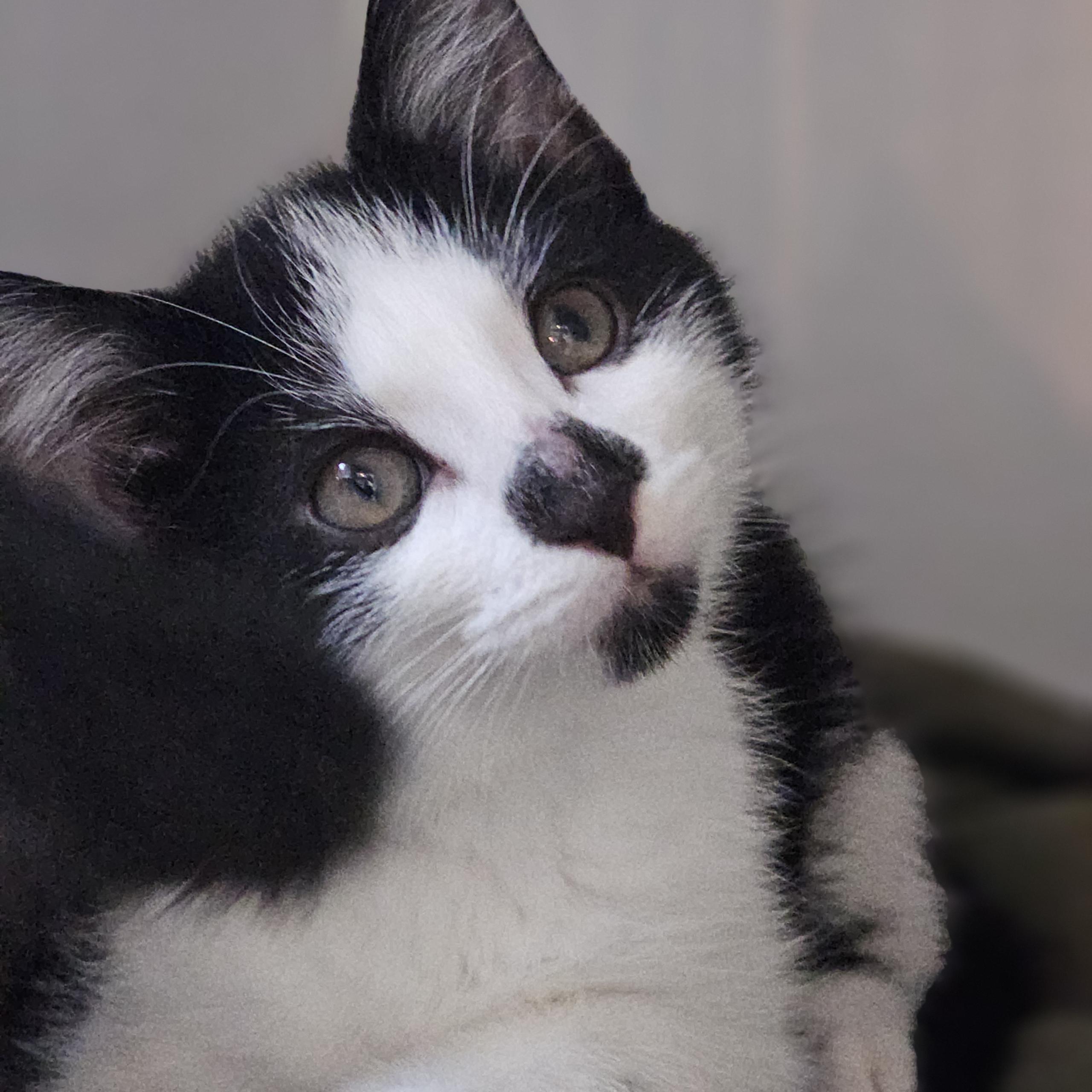 Apple Cider, an adoptable mixed breed in Libertyville, IL image 2/2