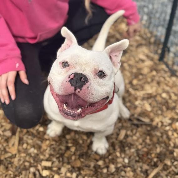 Enlarge Olaf *My adoption fee is sponsored by Tammy Hayes in memory of Aunt Susie, a Adoptable mixed breed in Wappingers Falls, NY image 1/4