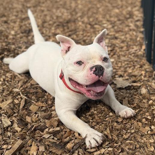 Enlarge Olaf *My adoption fee is sponsored by Tammy Hayes in memory of Aunt Susie, a Adoptable mixed breed in Wappingers Falls, NY image 2/4