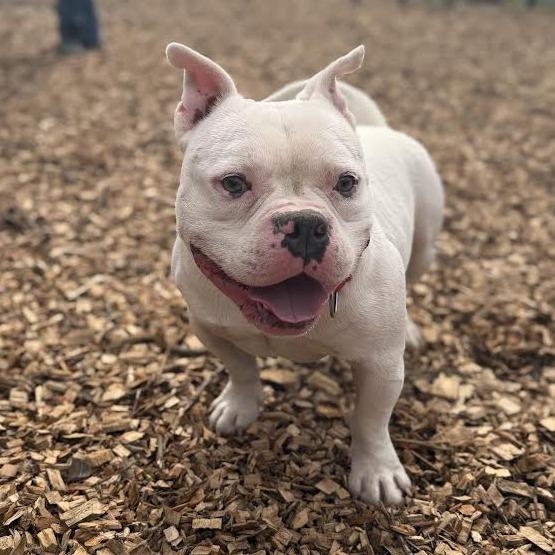 Enlarge Olaf *My adoption fee is sponsored by Tammy Hayes in memory of Aunt Susie, a Adoptable mixed breed in Wappingers Falls, NY image 3/4