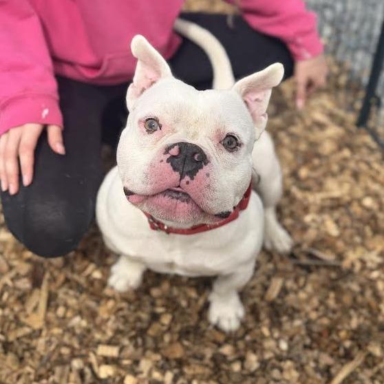 Enlarge Olaf *My adoption fee is sponsored by Tammy Hayes in memory of Aunt Susie, a Adoptable mixed breed in Wappingers Falls, NY image 4/4