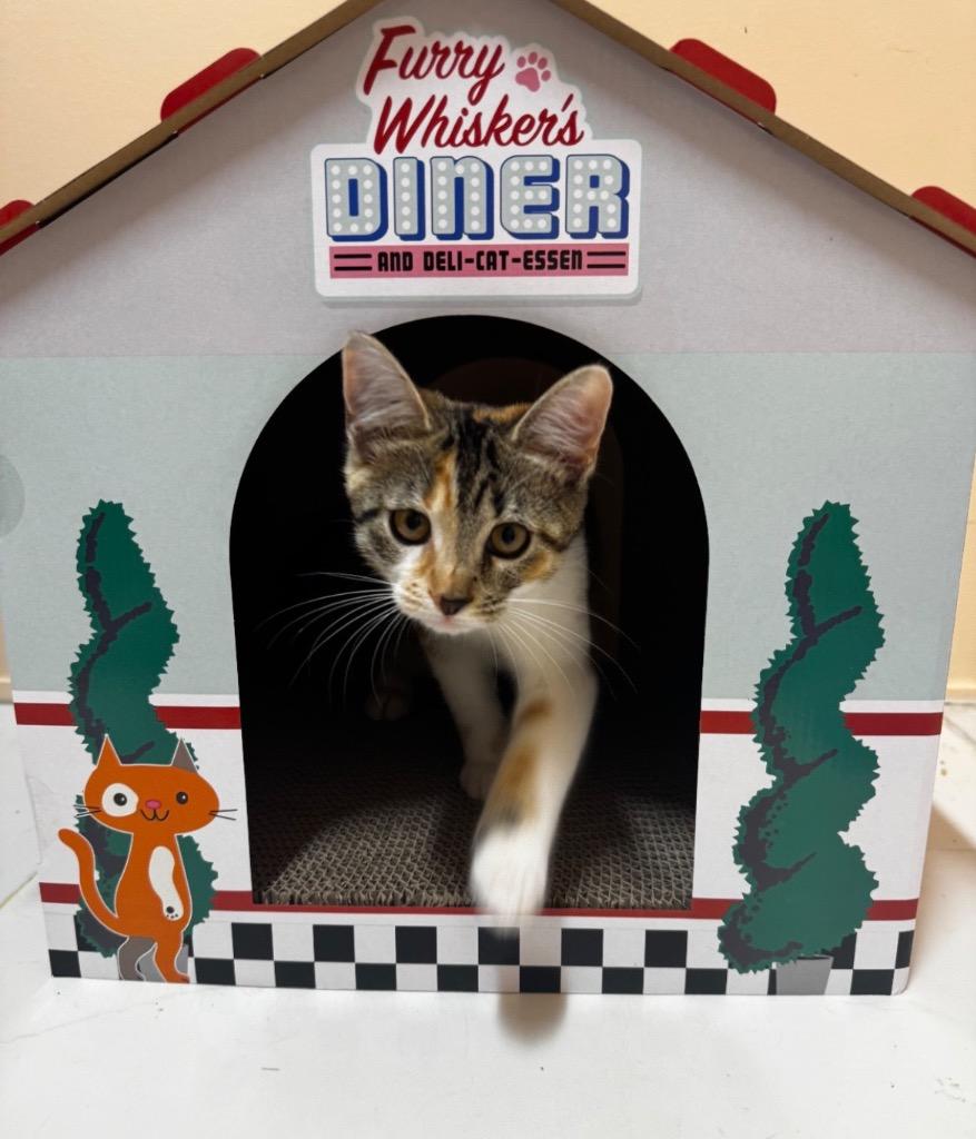 Quinn aka Rain, Adoptable, Kitten Female Calico.