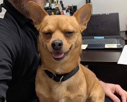 Bruiser — thumbnail 2