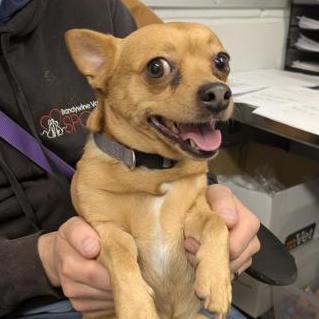 Bruiser — thumbnail 3