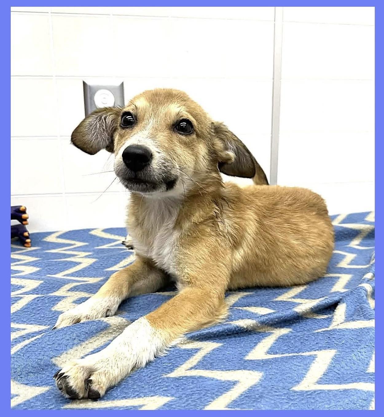 Enlarge Corbin, an adopted mixed breed in Beavercreek, OR image 1/6