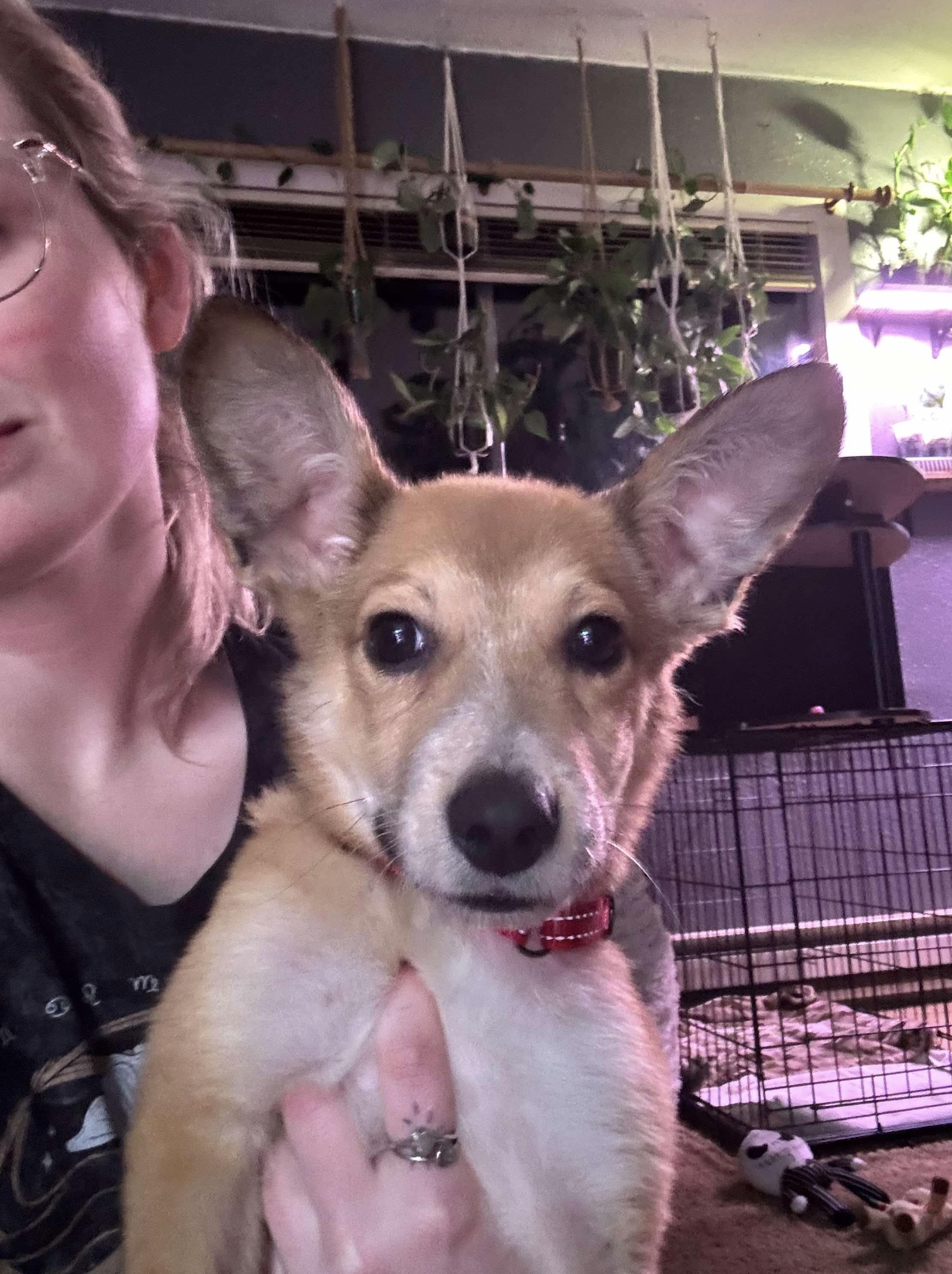 Enlarge Corbin, an adopted mixed breed in Beavercreek, OR image 2/6