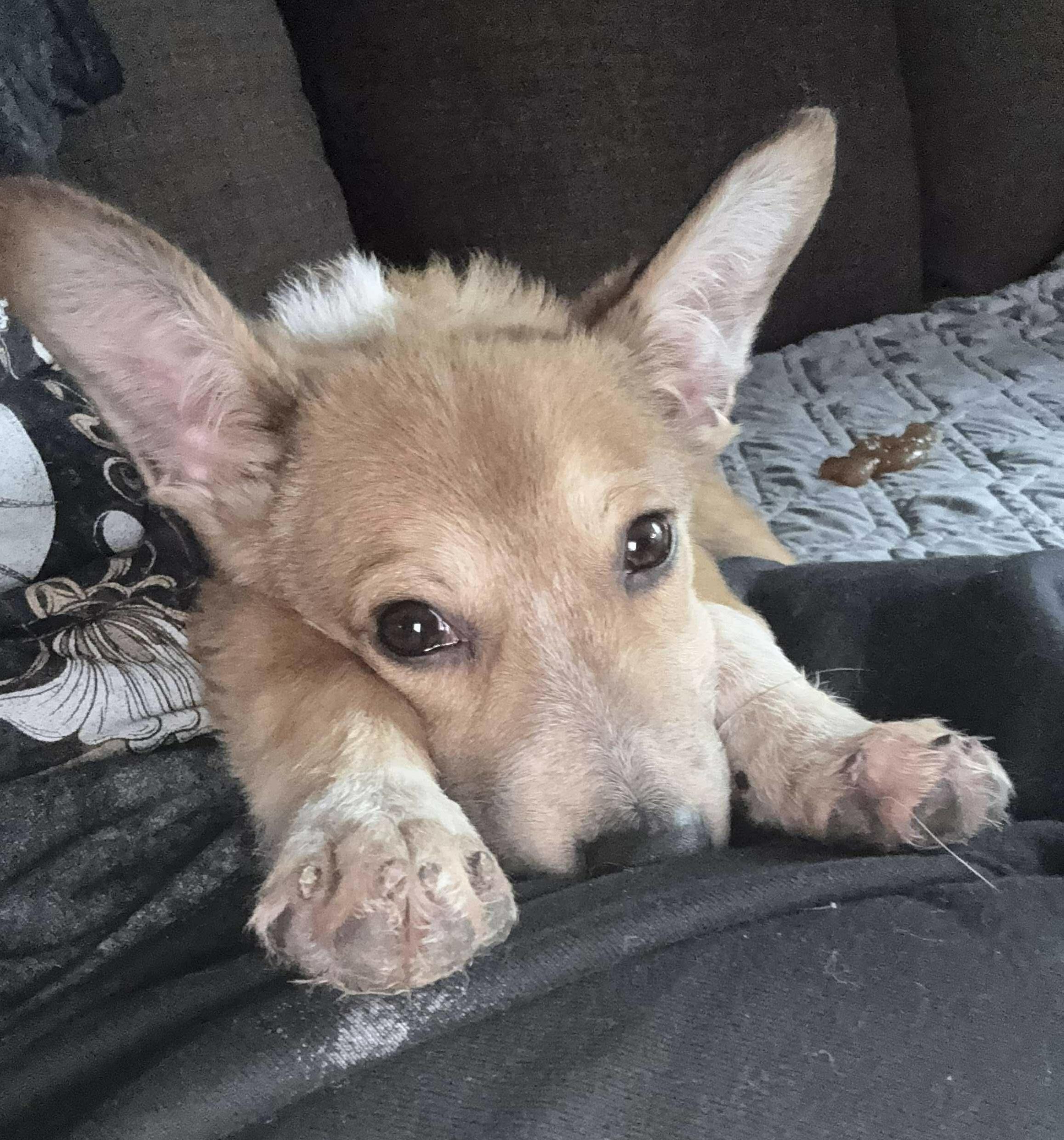 Enlarge Corbin, an adopted mixed breed in Beavercreek, OR image 3/6