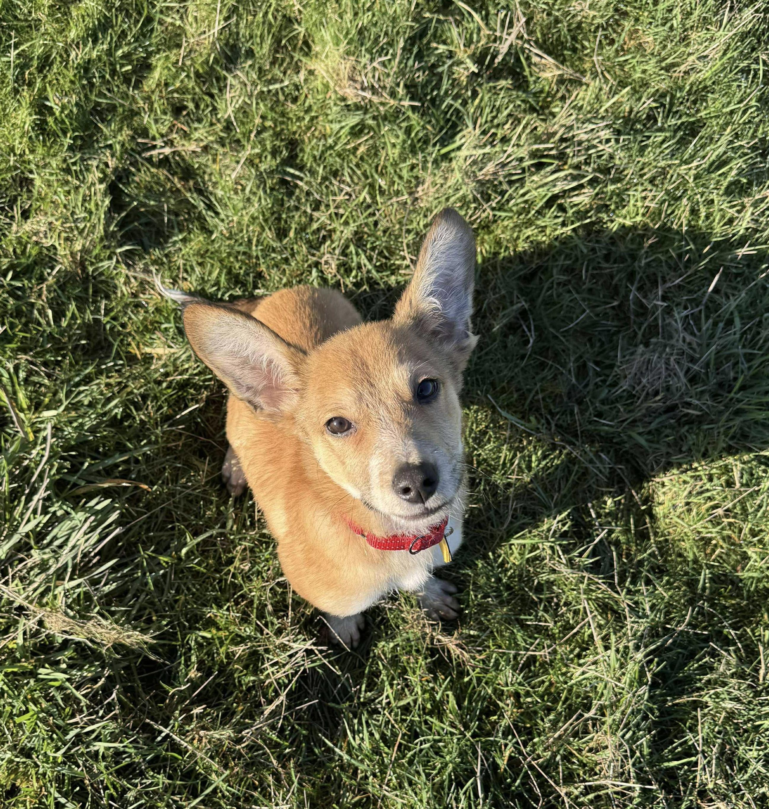 Enlarge Corbin, an adopted mixed breed in Beavercreek, OR image 5/6