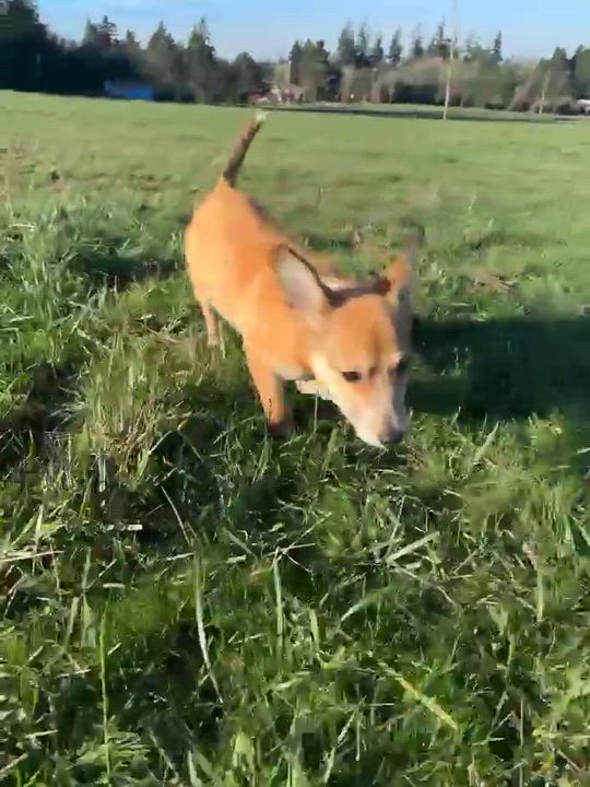 Enlarge Corbin, an adopted mixed breed in Beavercreek, OR video 6/6