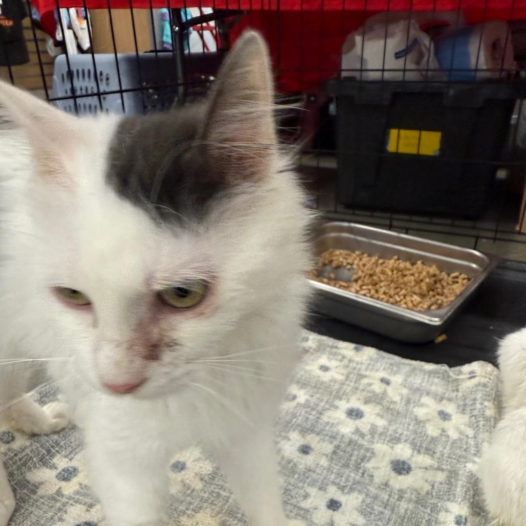 Enlarge Powder, a Adoptable Domestic Short Hair in Yucaipa, CA image 1/1