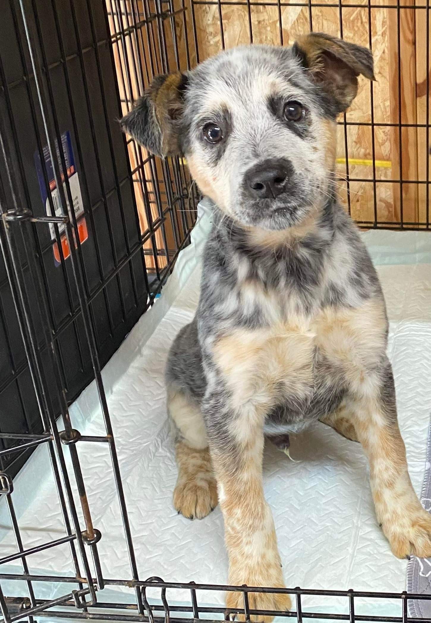 Shiner Tex, Adopted, Puppy Male Australian Cattle Dog / Blue Heeler.