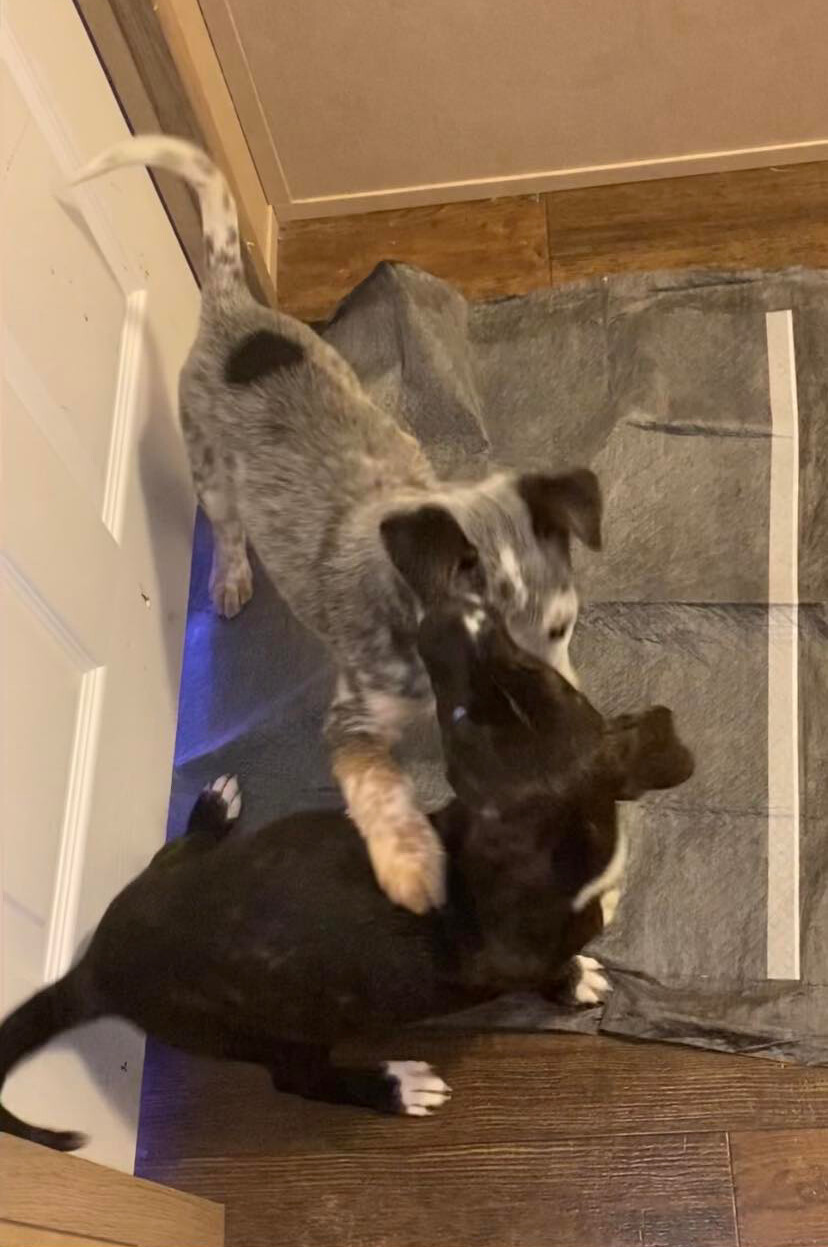 Enlarge Shiner Tex, a Adopted mixed breed in Humble, TX image 7/7