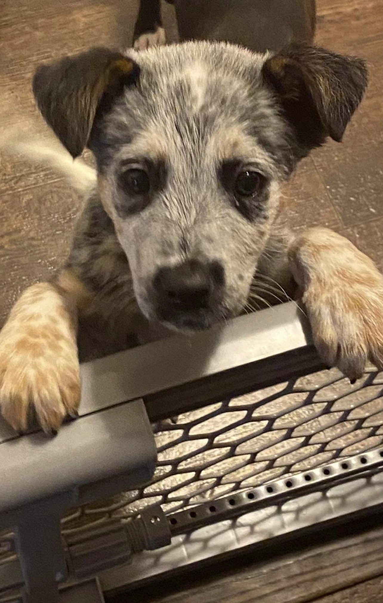 Enlarge Shiner Tex, a Adopted mixed breed in Humble, TX image 6/7