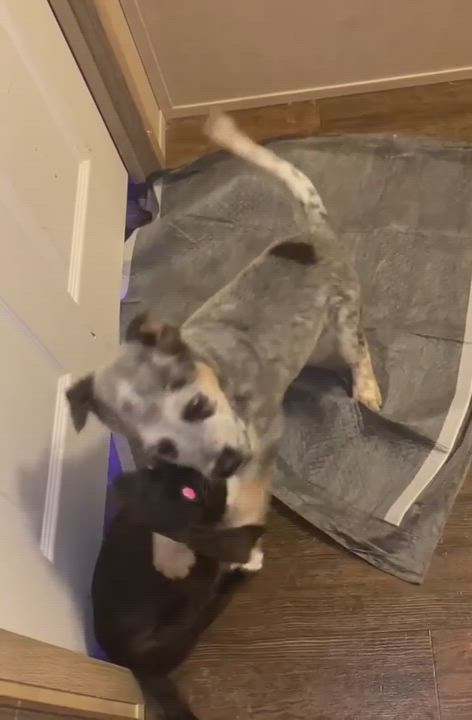 Enlarge Shiner Tex, a Adopted mixed breed in Humble, TX video 4/7