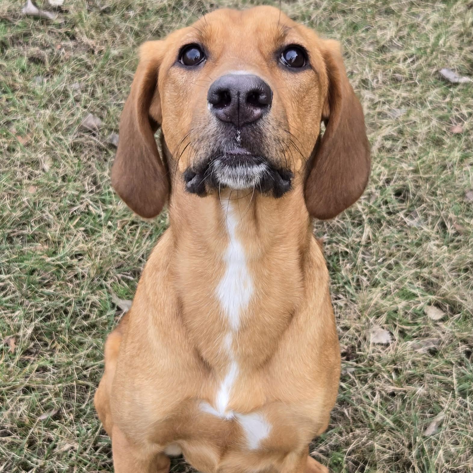 Enlarge Dolly, an adopted Coonhound in Valley Falls, KS image 2/2