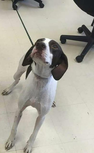 Enlarge Zena, a Adopted Pointer in Culpeper, VA image 1/1
