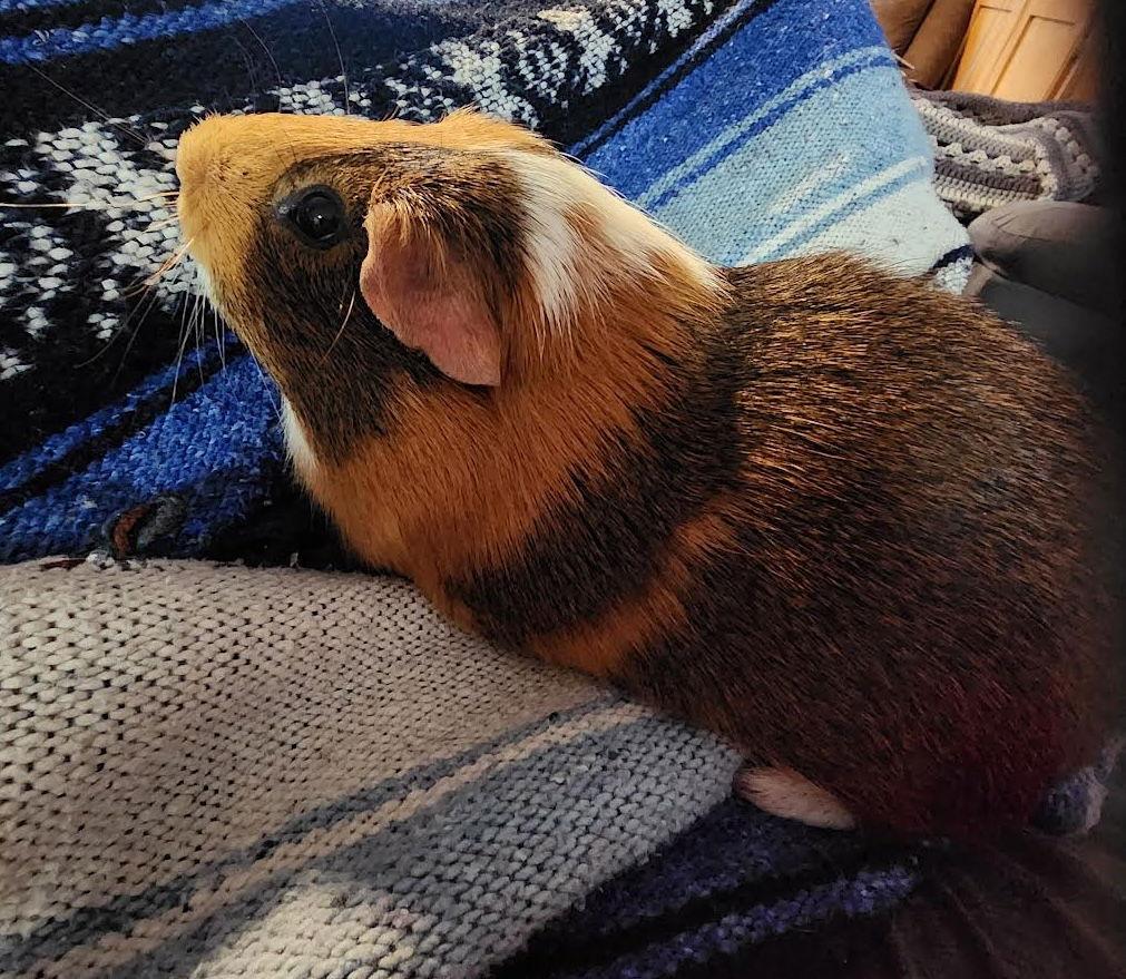 Walter ⭐️, Adoptable, Adult Male Guinea Pig.